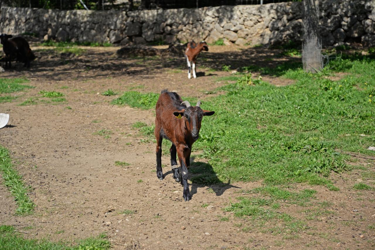 Finca - Agroturisme Sa Parellada บินิโบนา ภายนอก รูปภาพ