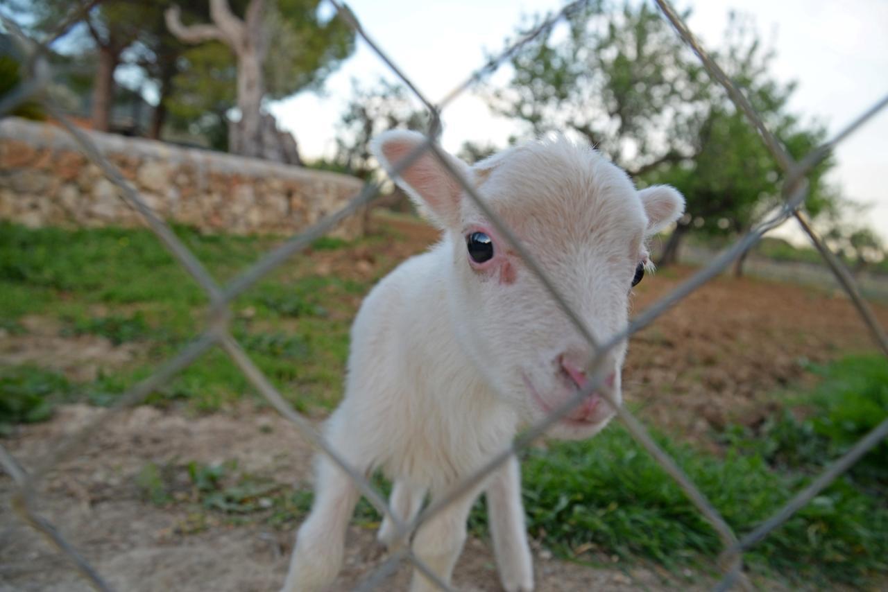 Finca - Agroturisme Sa Parellada บินิโบนา ภายนอก รูปภาพ